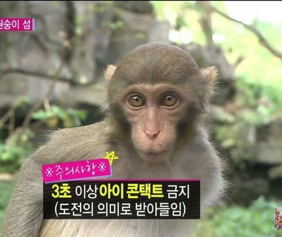 눈깔아 3초 이상 아이 콘택트 금지 도전의 의미로 받아들임 원숭이 아이컨텍 싸우자