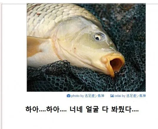 두고보자 붕어 잉어 물고기 너네 얼굴 봐뒀다 복수 위협 낚시