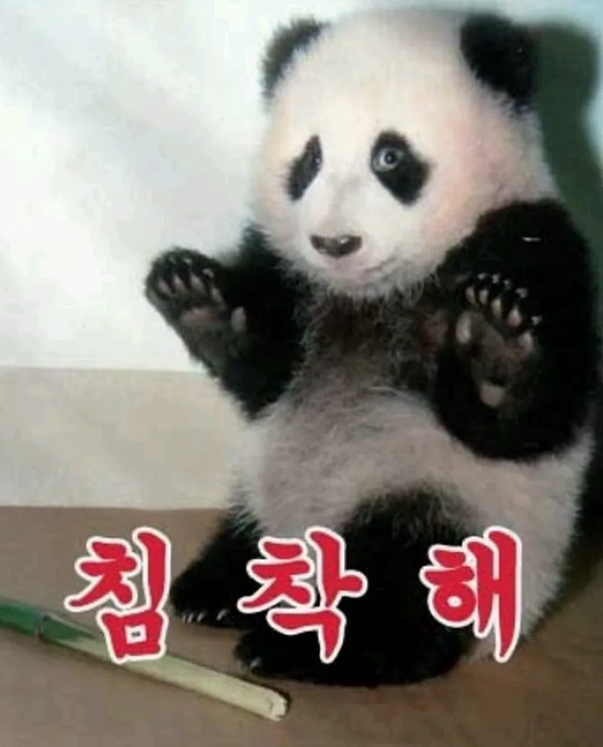 침착해 판다 릴렉스 안심