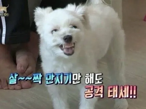살짝 미쳐버림 강아지 무기력
