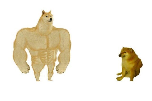 시바 근육 약한 도지 치임스 비교 과거 현재 강함 약함