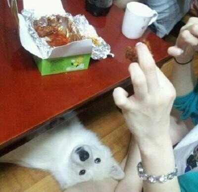 나도줘 강아지 치킨 개