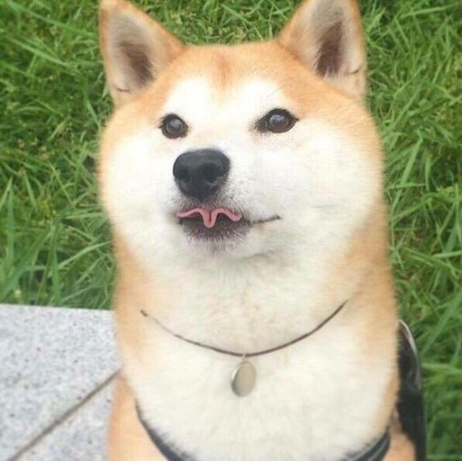 시바견 메롱