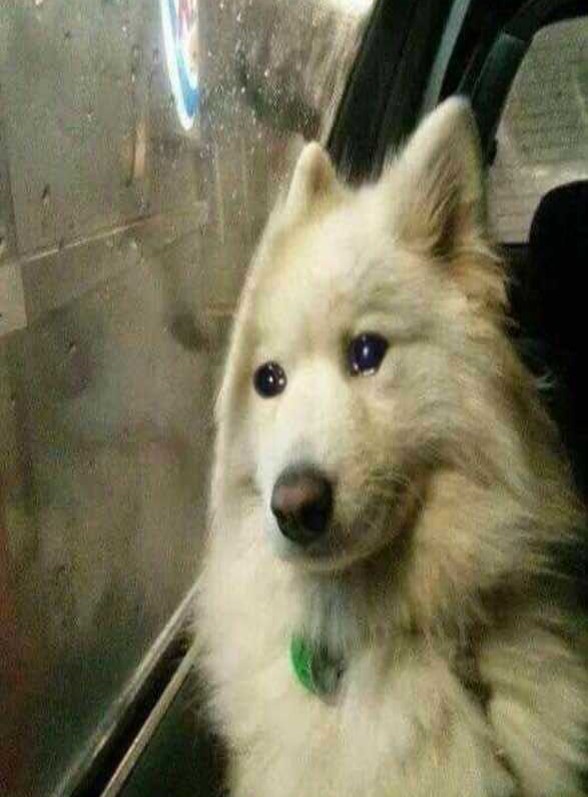 개슬픔1 강아지 슬픔 눈물 아련 댕댕이 창밖 우울 눙물 개슬픔
