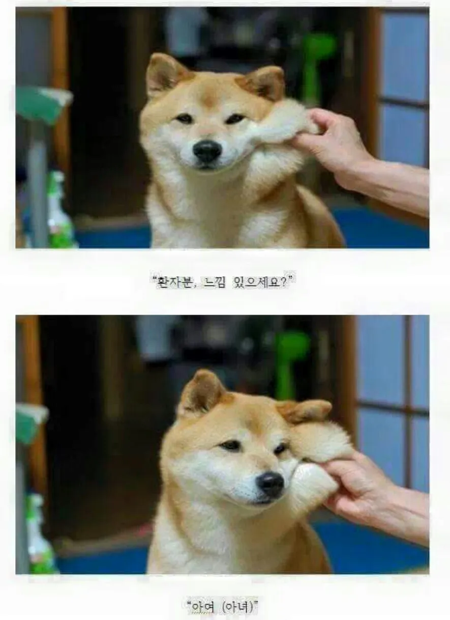 시바견