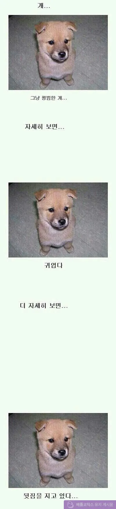 신기 뭔가 신기한개짤 강아지 개