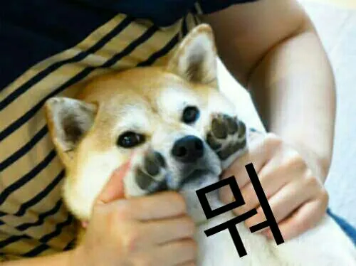 강아지뭐 뿌잉 멍뭉이 멍멍이 뭐임마