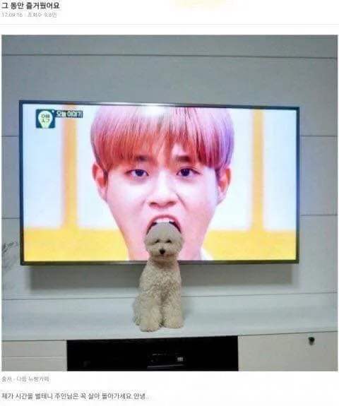 강아지 절묘한 위치선정 TV