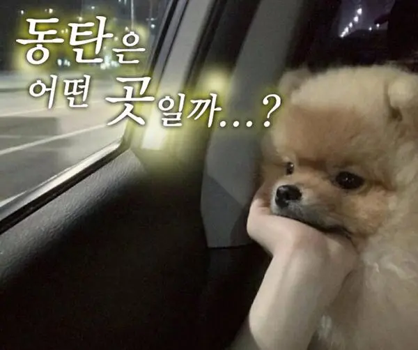 멍짤 강아지 멍멍이