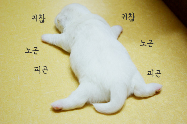 지루 하품 피곤 피곤해 지루해 강아지 귀찮아 노곤 지루해